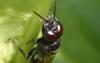 Astata sp.
